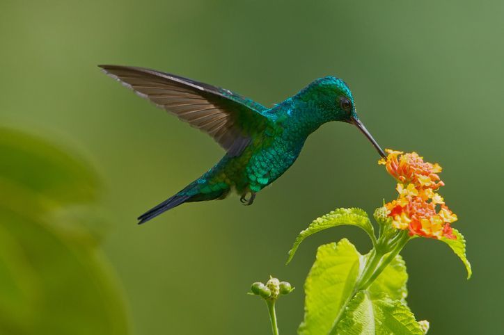 blue-chinned-sapphire-hummingbird-royalty-free-image-981925670-1566268487.jpg