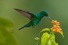 blue-chinned-sapphire-hummingbird-royalty-free-image-981925670-1566268487.jpg