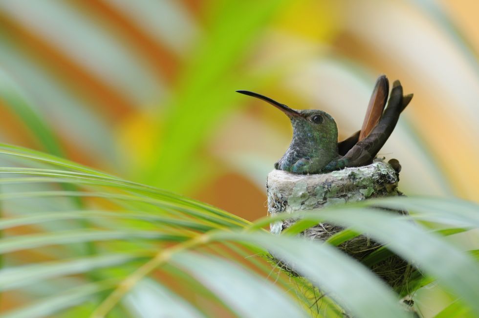 rufous-tailed-hummingbird-on-nest-high-res-stock-photography-481344375-1566268236.jpg