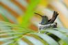 rufous-tailed-hummingbird-on-nest-high-res-stock-photography-481344375-1566268236.jpg