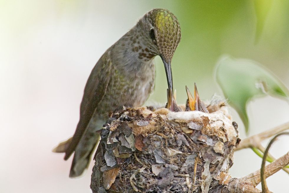 hummingbird-feeding-chicks-high-res-stock-photography-520848054-1566268960.jpg