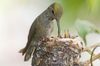 hummingbird-feeding-chicks-high-res-stock-photography-520848054-1566268960.jpg