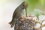hummingbird-feeding-chicks-high-res-stock-photography-520848054-1566268960.jpg