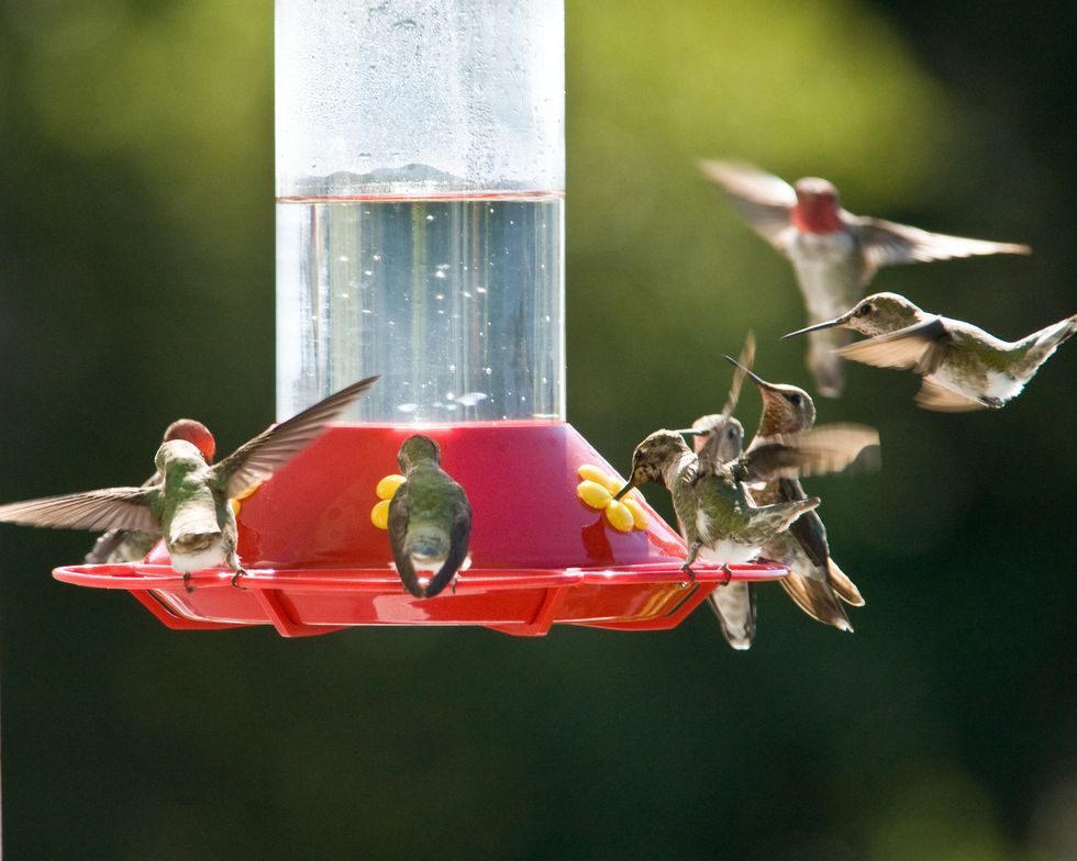 hummingbird-feeder-royalty-free-image-85152040-1566268108.jpg