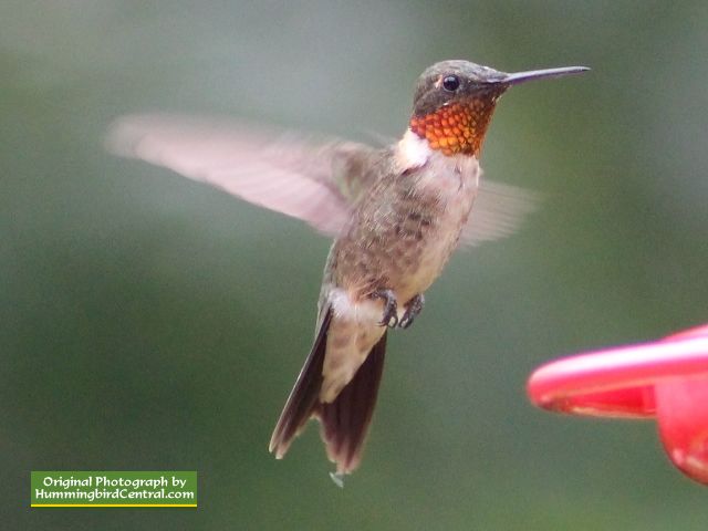 Ruby-Throat 07192014 - 05.jpg