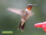 Ruby-Throat 07192014 - 05.jpg