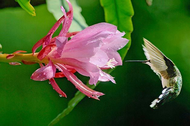 hummingbird-feeding-at-pink-flower.jpg