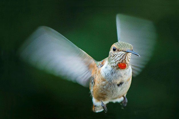 rufous-hummingbird-flying-forward.jpg