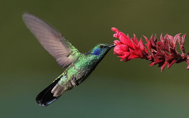 green-violet-ear-hummingbird.jpg