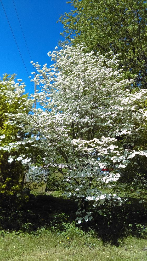 IMAG0467.jpg