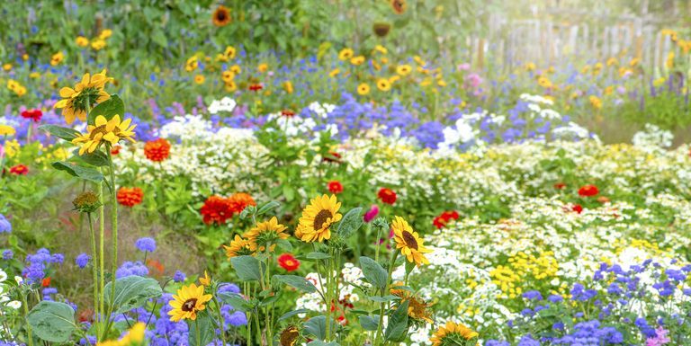 flowers-bloom-in-summer-1586368223.jpg