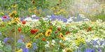 flowers-bloom-in-summer-1586368223.jpg