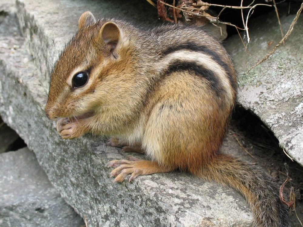 Tamias_striatus2.jpg