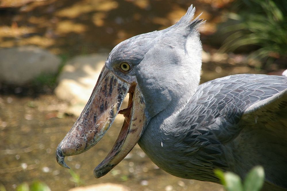 1280px-Balaeniceps_rex_-Ueno_Zoo,_Tokyo,_Japan_-upper_body-8a.jpg