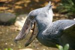 1280px-Balaeniceps_rex_-Ueno_Zoo,_Tokyo,_Japan_-upper_body-8a.jpg