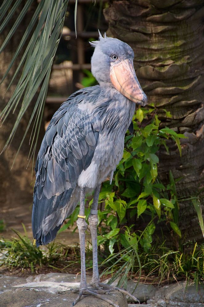Balaeniceps_rex_-Ueno_Zoo,_Tokyo,_Japan-8a.jpg