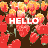 330606-Hello-May.gif