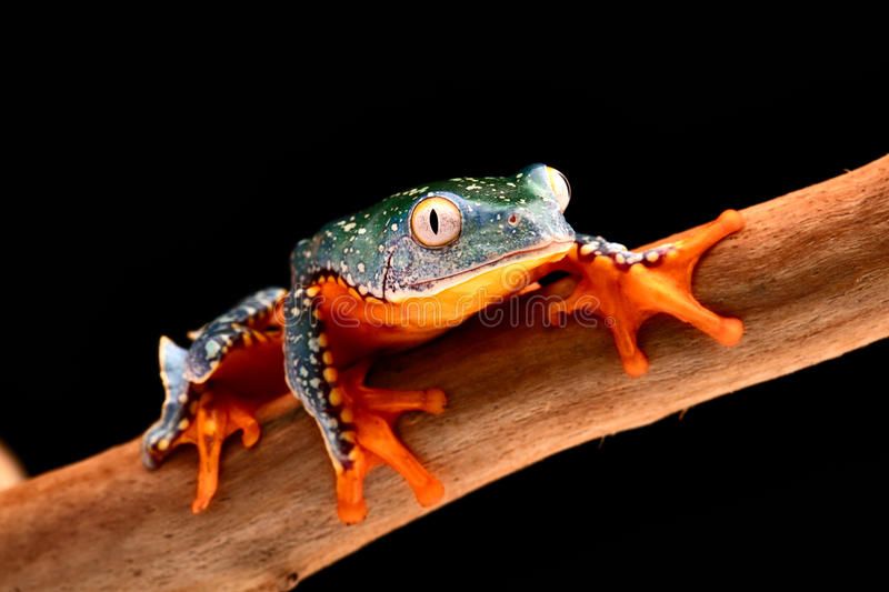 fringe-tree-frog-cruziohyla-craspedopus-tropical-rain-forest-amphibian-amazon-rainforest-exotic-animal-treefrog-68436625.jpg
