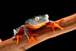 fringe-tree-frog-cruziohyla-craspedopus-tropical-rain-forest-amphibian-amazon-rainforest-exotic-animal-treefrog-68436625.jpg
