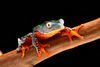 fringe-tree-frog-cruziohyla-craspedopus-tropical-rain-forest-amphibian-amazon-rainforest-exotic-animal-treefrog-68436625.jpg