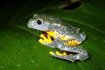 amazon-leaf-frog-9786503.jpg