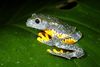 amazon-leaf-frog-9786503.jpg