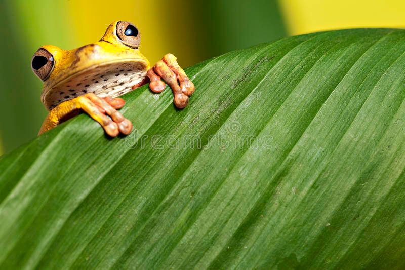 tree-frog-leaf-amphibian-tropical-amazon-jungle-14088930.jpg