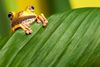 tree-frog-leaf-amphibian-tropical-amazon-jungle-14088930.jpg