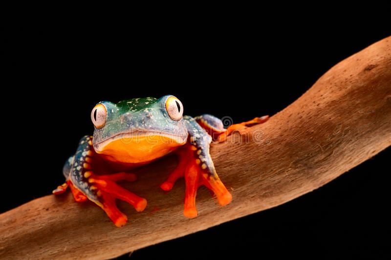 fringe-tree-frog-cruziohyla-craspedopus-tropical-rain-forest-amphibian-amazon-rainforest-exotic-animal-treefrog-68436347.jpg