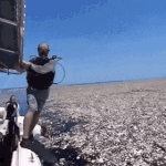 ImpureTestyAsiaticmouflon-size_restricted.gif