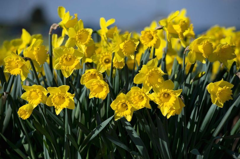 Spring-Equinox (1).jpg