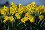 Spring-Equinox (1).jpg