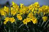 Spring-Equinox (1).jpg