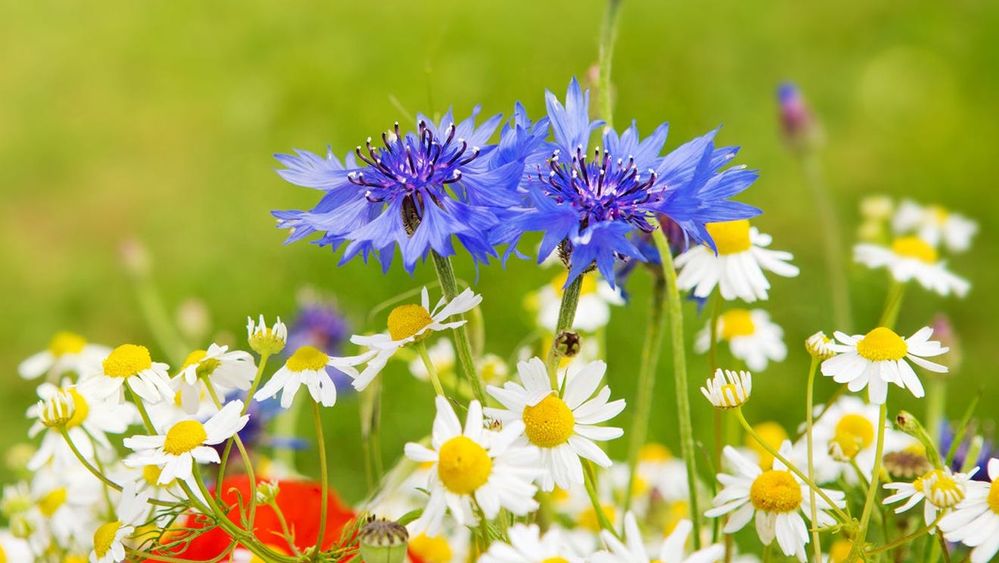 flowers-cover-photo-2.jpg