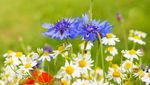 flowers-cover-photo-2.jpg