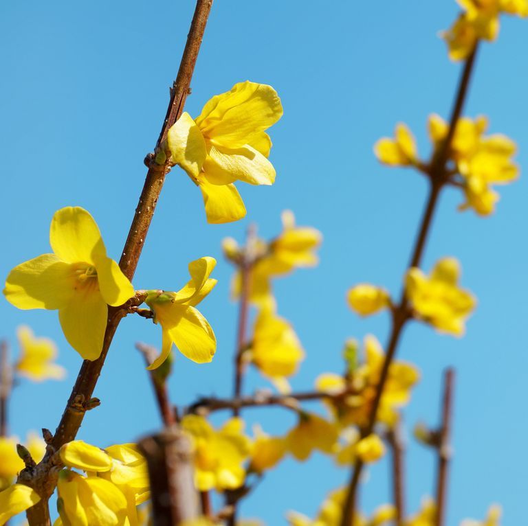 forsythia-x-intermedia-royalty-free-image-480115768-1553030439.jpg