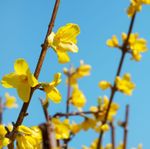 forsythia-x-intermedia-royalty-free-image-480115768-1553030439.jpg