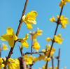 forsythia-x-intermedia-royalty-free-image-480115768-1553030439.jpg