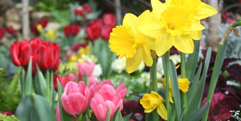 spring-flowers-royalty-free-image-124010894-1553034608.jpg