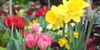 spring-flowers-royalty-free-image-124010894-1553034608.jpg