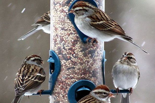 Sparrows-at-Feeder1.jpg