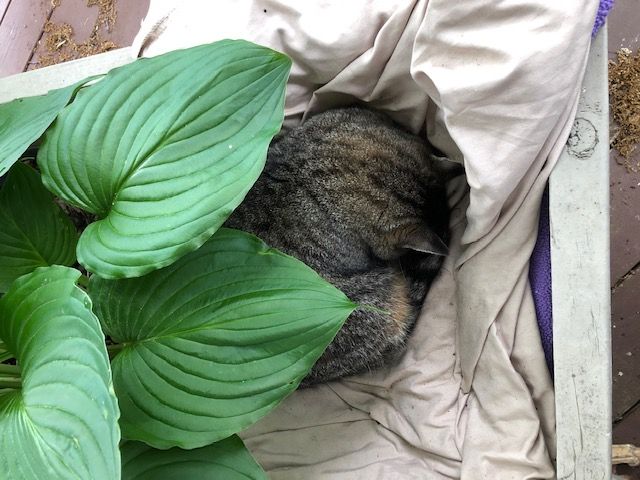 Willie Mae tucked in the planter
