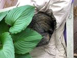 Willie Mae tucked in the planter