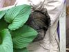 Willie Mae tucked in the planter