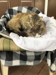 Stellar and Georgio