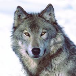 GrayWolf63