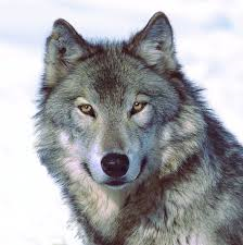 wolf.png
