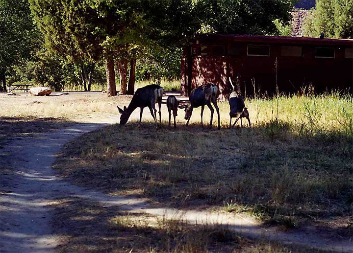 Deer.jpg