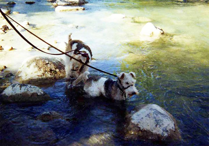 DogsWater.jpg