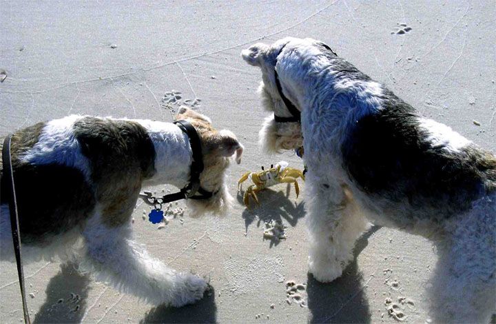 Crabdog.jpg